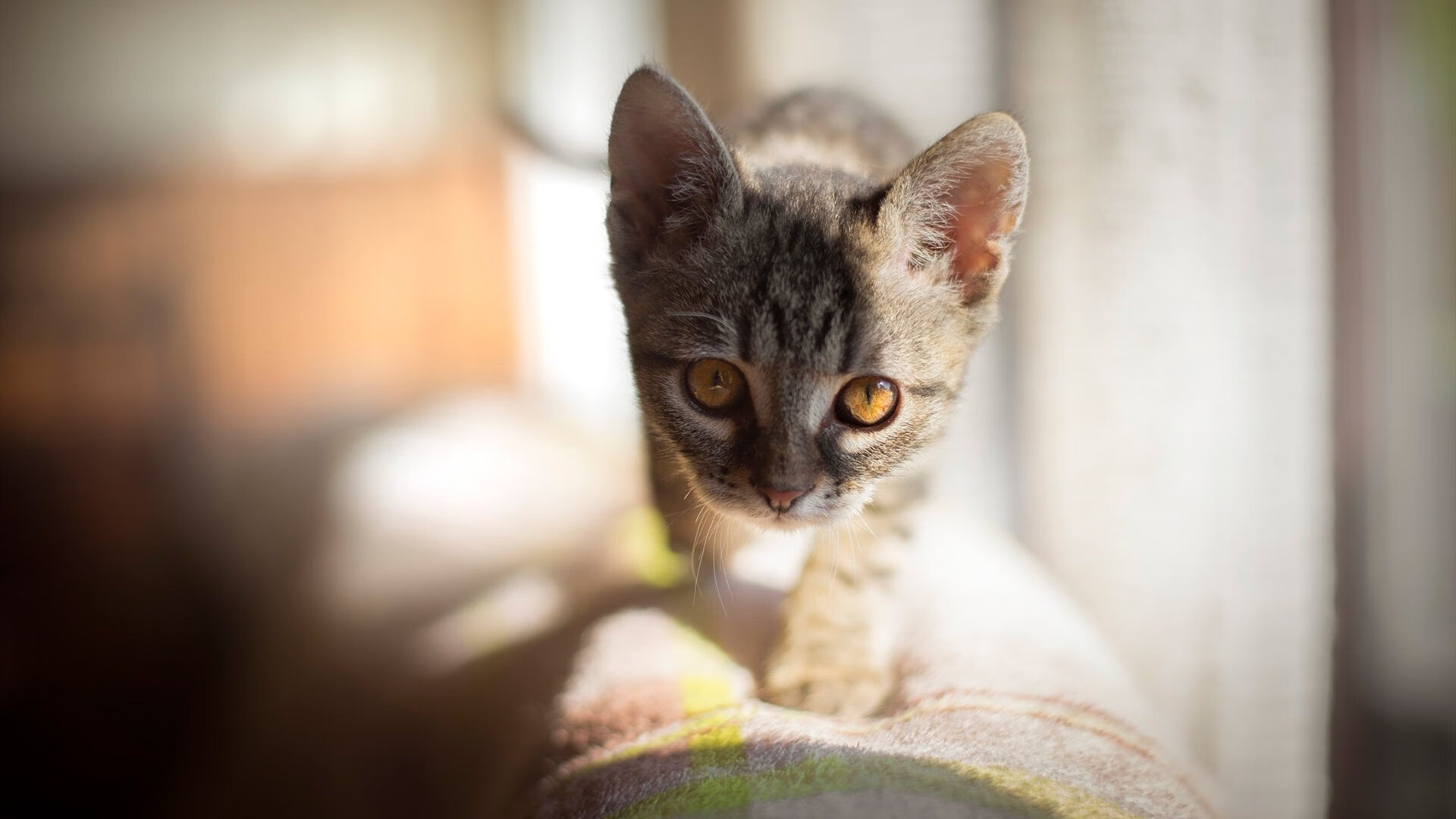 乒乓诗篇,当许昕的赛场之火照亮欧罗巴的夜空