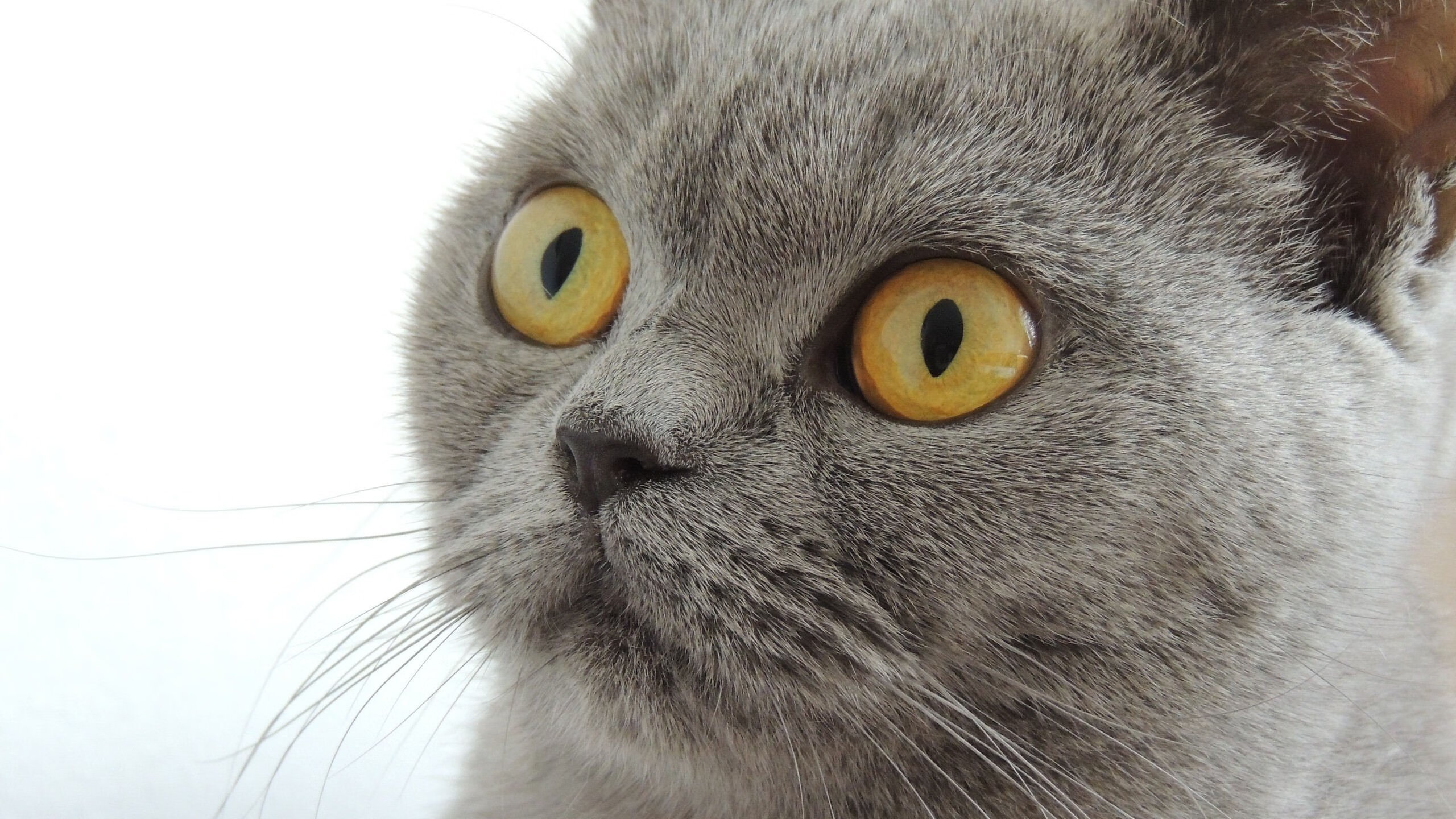 红色闪电撕裂蓝色壁垒，当詹姆斯在终场哨响前超越乔丹