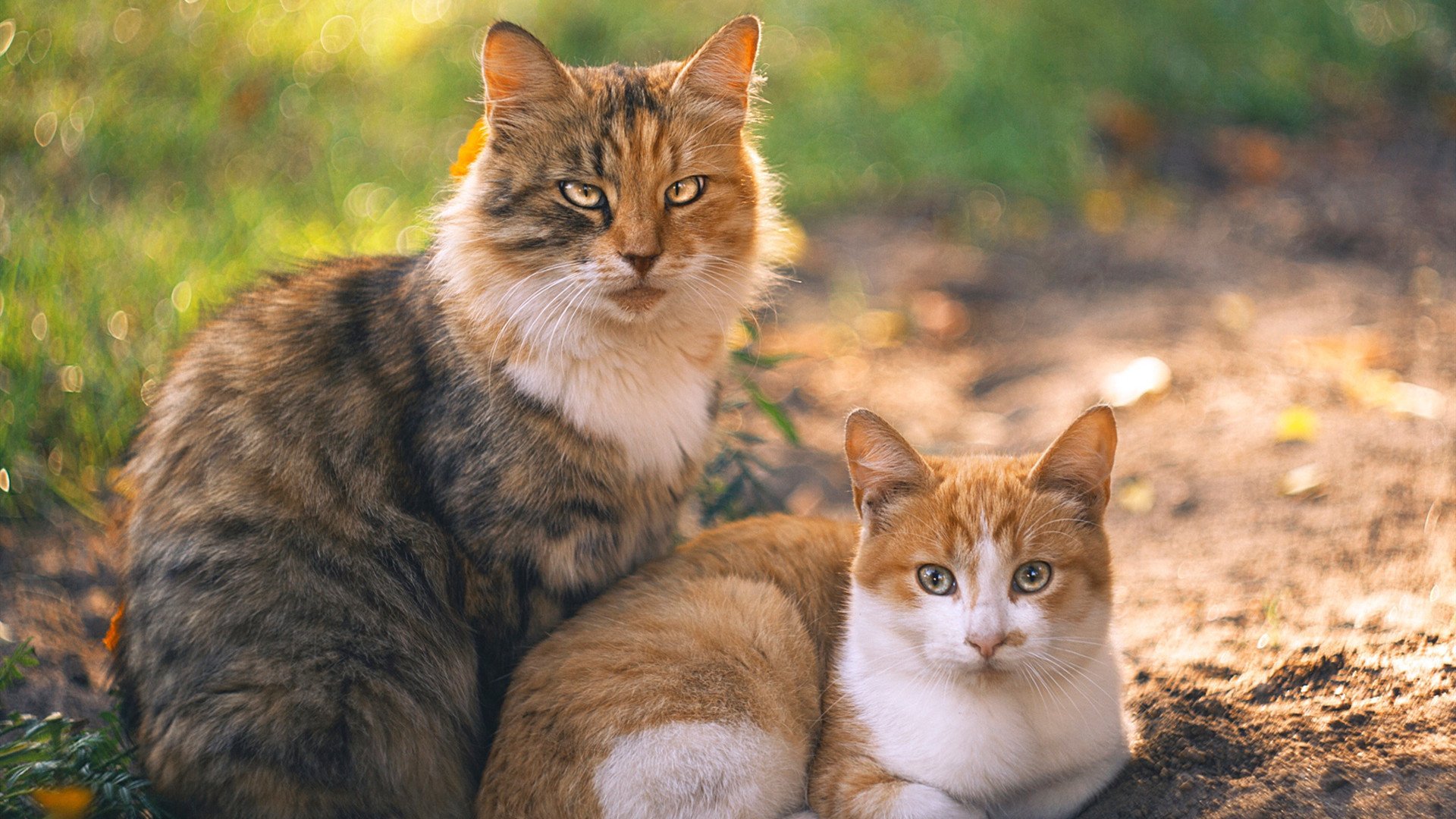 北非风暴席卷世界杯，奥纳纳独造三球，突尼斯3-0冲垮墨西哥仙人掌防线