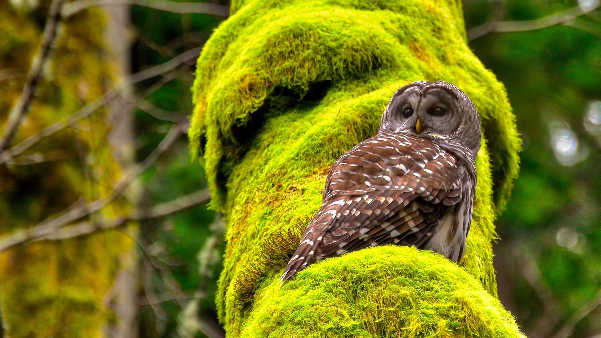 双线叙事，欧文用上帝视角写诗，猛龙用獠牙撕碎剧本