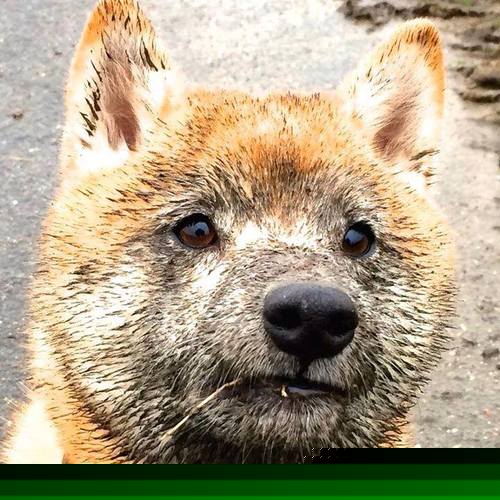 双星黯淡，巨兽觉醒，恩比德用一场比赛重新定义焦点