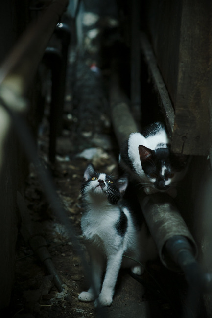 跨界制霸，当广厦铁军遇见绿衫军，莫兰特利刃出鞘