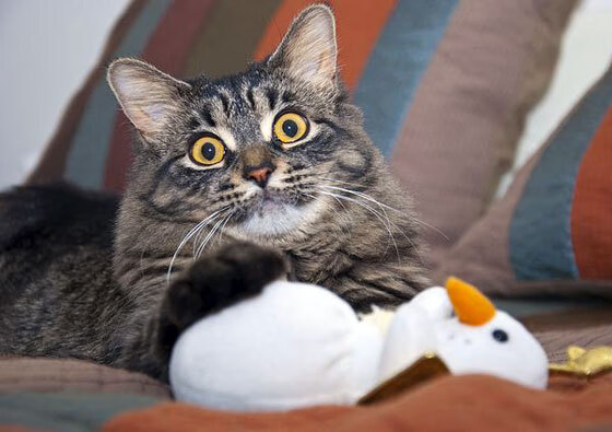 冰封与焰火，当沉默者成为抢七之夜的唯一答案