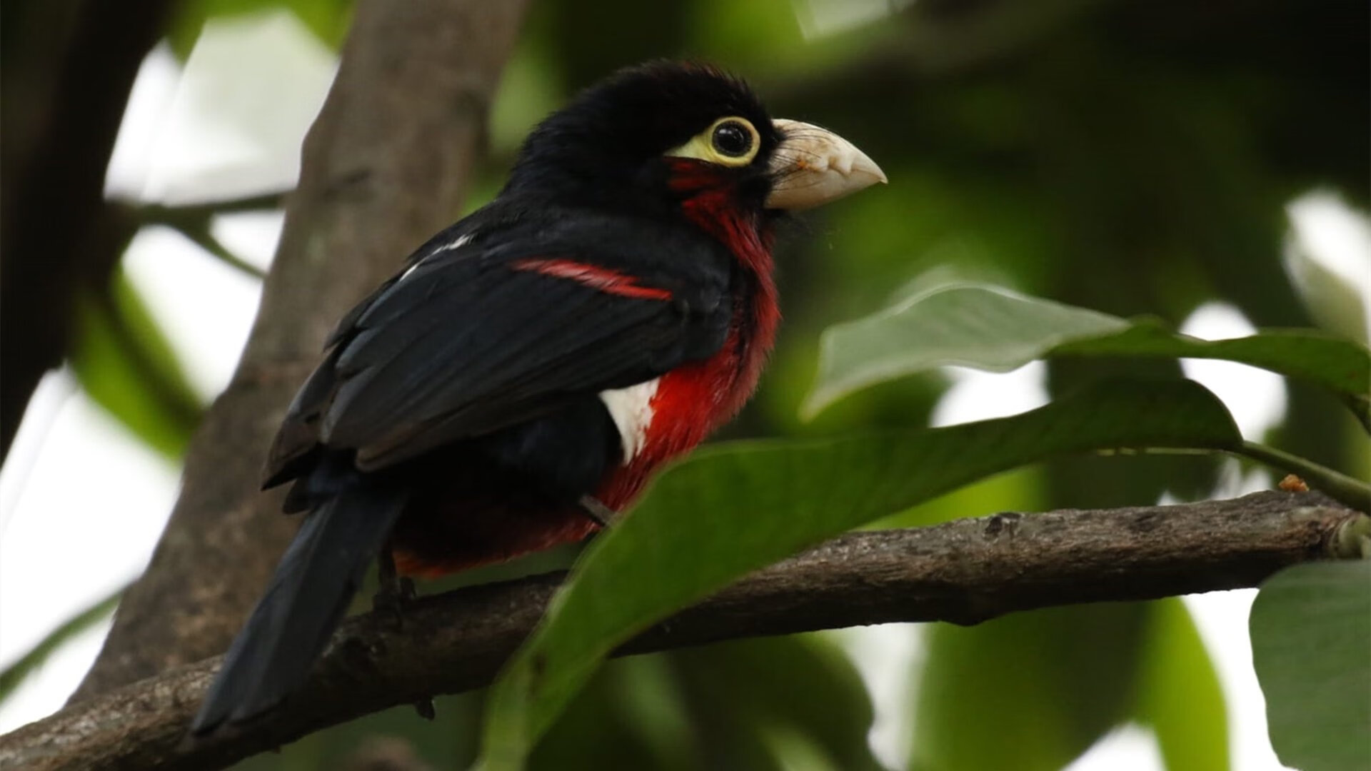 东方拉文横空出世！浙江加时鏖战力擒深圳，新王炸组合初现峥嵘