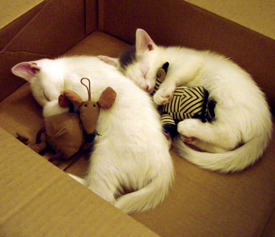 石油资本与铁血意志的对决，当卡塔尔风暴横扫毕尔巴鄂，德里赫特铸就防线丰碑