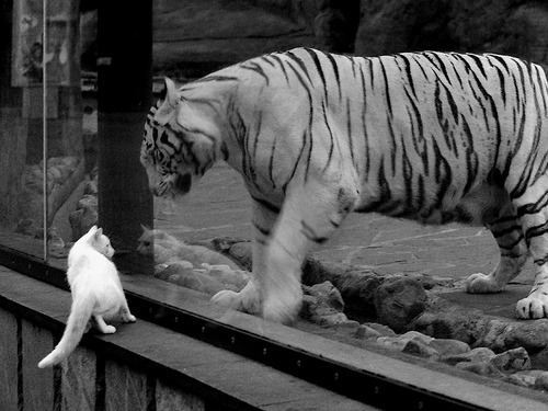 三流剧本？广东队关键战突围马刺，福克斯成为关键先生