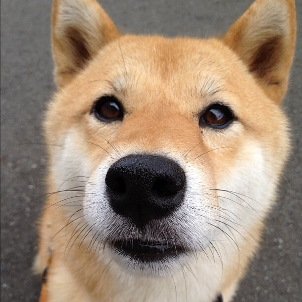 森林的年轻宣言，东决战场，血火洗礼中诞生的里程碑