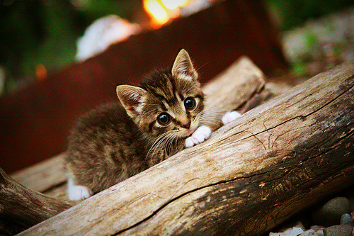 蛰伏的利刃，卡拉斯科唯一性爆发，亚特兰大公式再度粉碎奥地利幻梦