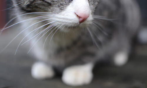 中场魔术师冻结北欧巨兽!蒂亚戈的哲学舞蹈如何肢解曼城引擎