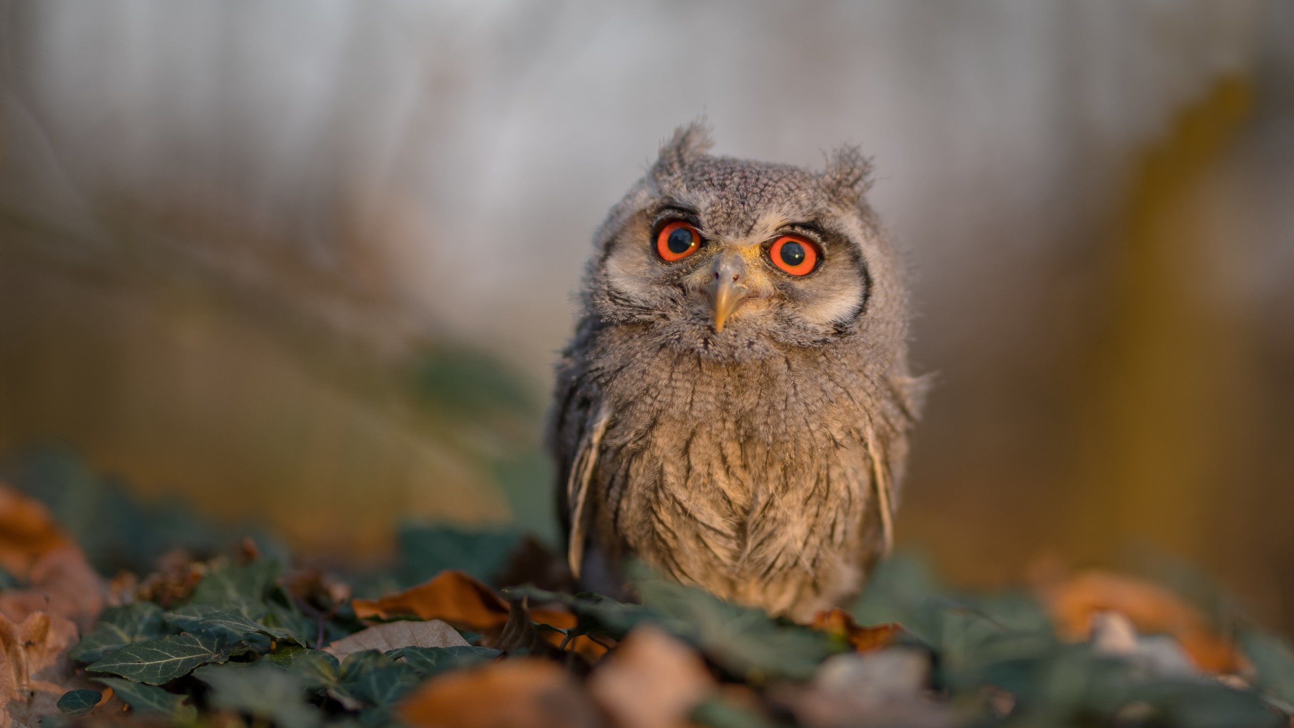 闪电战震慑北美！莱比锡红牛速胜美国之旅，阿坎吉一传一射定乾坤