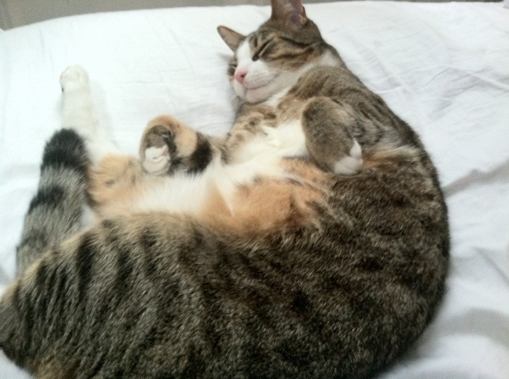 他不是在踢球,是在为整座城市调频—2026世界杯之夜,莱奥的节奏完全掌控