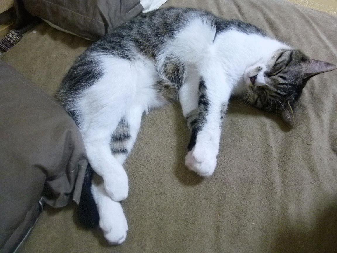 当东方战术穿透足球圣殿,中场魔术师降临篮球巅峰—一项跨维体育事件全记录