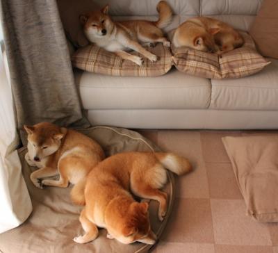 爱游戏体育-方向盘后的指挥官，当F1争冠悬念点燃球场，西亚卡姆如何成为全队的赛道引擎？