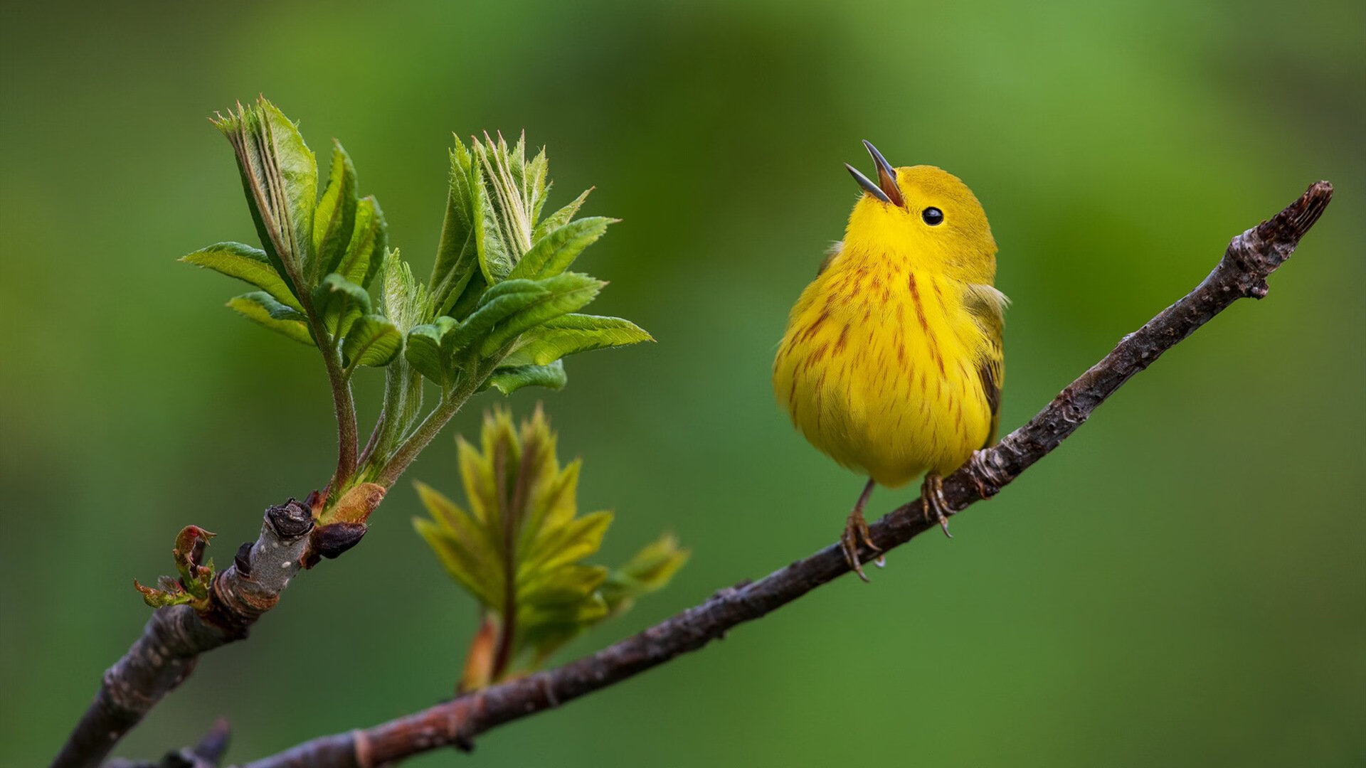 当喀什古城遇见费城之光，霍勒迪的全息投影如何帮新疆击败76人