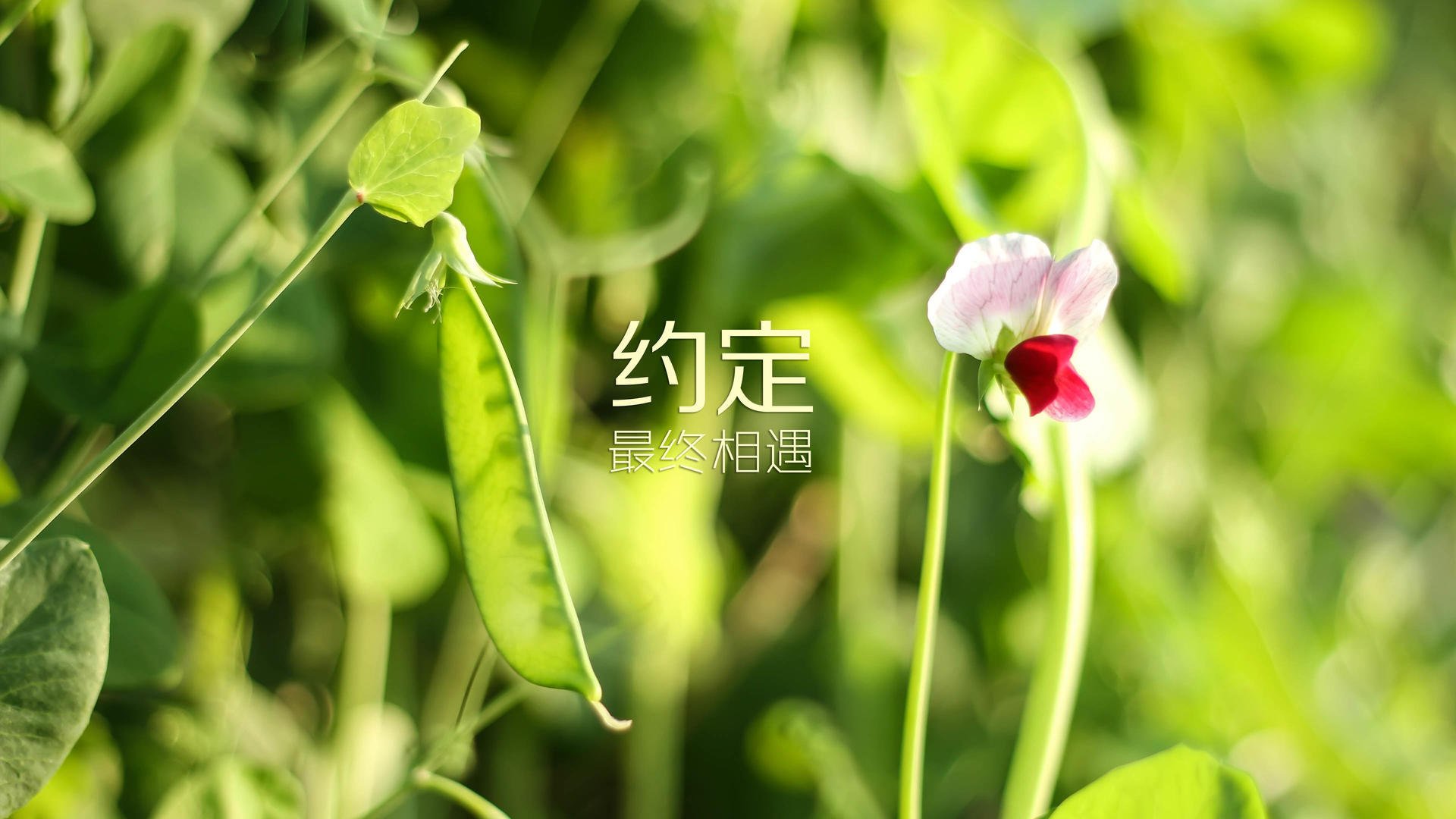 唯一之战,2026世界杯G组强强对话,美国完胜印度,萨卡闪耀全场